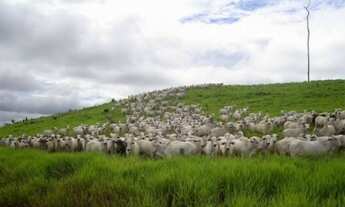 Imagem 2: Fazenda grande extensão a venda na região de Aripuana-MT com 141.000 hectares sendo 13.000