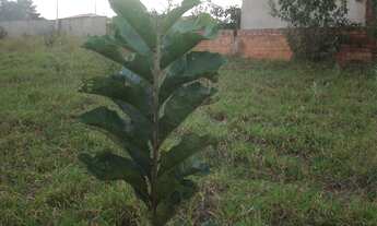 Imagem 4: Chácara com 4 suítes e 5 banheiros em Araçoiaba da Serra-SP: oportunidade única no Campo d