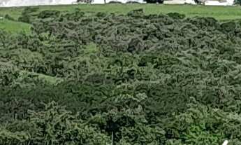 Imagem 6: ÁREA RURAL DE 35.324,10m² PRÓXIMO AO BAIRRO DO CRUZEIRO