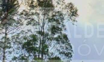 Imagem: Sitio a venda em bandeira do sul com casa