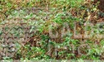 Imagem: Casa com grande terreno a venda