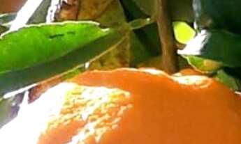 Imagem 3: Chácara com piscina e açude a venda no município de Caldas mg, próximo ao fogão de lenha e