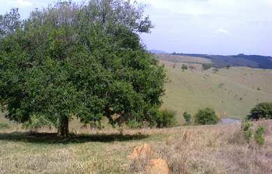 Imagem 6: Terreno de 7000 mts2 no Rio Verdinho