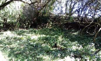 Imagem 2: Chácara a venda no Rio Verde