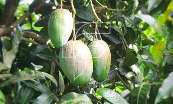 Imagem 6: Chácara venda com 5 mil², com 2 casas , acesso a lagoa e 3mil pés de pitayas em Meaipe -Gu