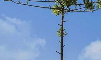 Imagem 5: APARTAMENTO EM HOME CLUB NO GLÓRIA | 74 M2 | 01 SUÍTES + 02 DORMITÓRIOS