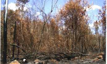 Imagem: FAZENDA RURAL em FELIZ NATAL - MT, CENTRO