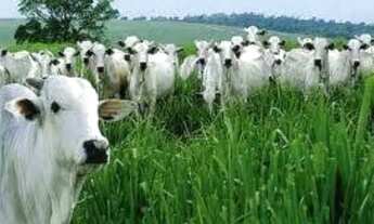 Imagem 3: Vende-se fazenda em Sena Madureira, Área de 28.800 ha