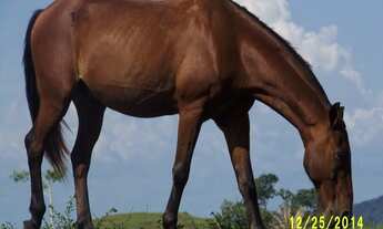 Imagem: Vende-se em Juara, 2.178 hectares total