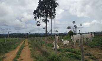 Imagem: FAZENDA RURAL em ALTA FLORESTA - MT, ZONA
