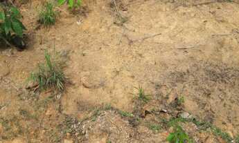 Imagem 3: FAZENDA RURAL em ALTA FLORESTA - MT, JARDIM TROPICAL