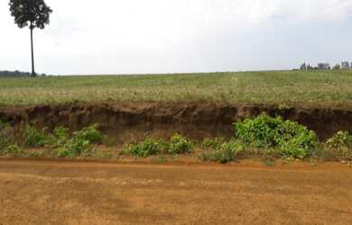 Imagem 2: Vende-se fazenda 484 hec, com 300 plantando, argila de 60% acima, dentro de Sinop