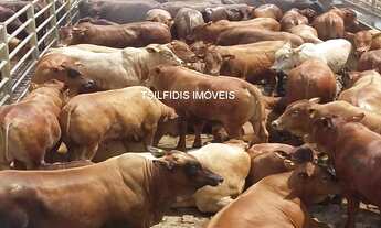 Imagem: Vende-se fazenda em Mato Grosso de 45.000