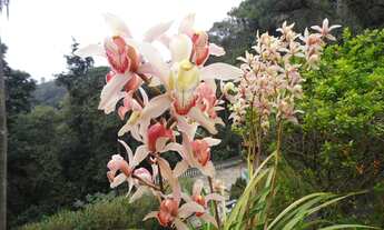 Imagem 6: Maravilhosa casa à venda em Serra da Cantareira-SP, Parque Petrópolis Paulista: 3 quartos