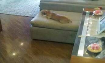 Imagem 7: APARTAMENTO RESIDENCIAL em SÃO PAULO - SP, LIMÃO