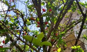 Imagem 2: CASA RESIDENCIAL em SÃO PAULO - SP, SANTANA