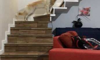 Imagem 4: CASA RESIDENCIAL em SÃO PAULO - SP, JARDIM JARAGUÁ