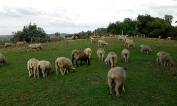 Imagem 7: Sitio RURAL em Pinheiro Machado - RS, Zona Rural