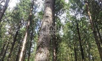 Imagem: FLORESTA DE PINUS EM TUBARÃO SC