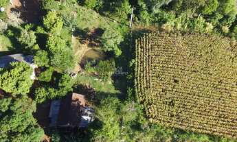 Imagem: SITIO RURAL em TRÊS COROAS - RS, Figueira