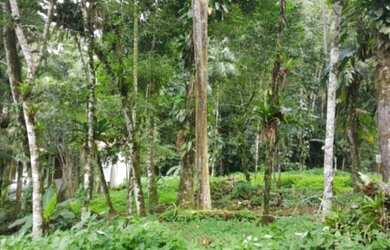 Imagem 3: Vendo sitio no bairro Ariró, área verde com muita tranquilidade, luz elétrica, água abund