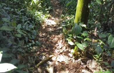Imagem 6: Vendo sitio no bairro Ariró, área verde com muita tranquilidade, luz elétrica, água abund