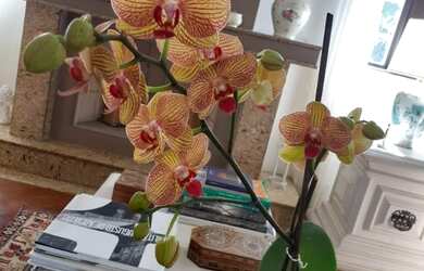 Imagem 6: APTO EXCELENTE COM 217 M² SENDO 4 SUÍTES 3 VAGAS NO CORAÇÃO DO ITAIM BIBI