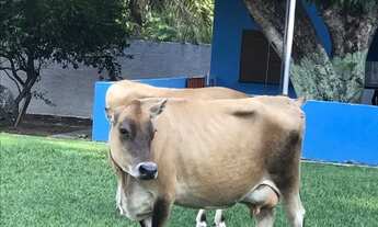 Imagem 2: CHACARA RURAL em VÁRZEA GRANDE - MT, SOUZA LIMA VARZEA GRANDE