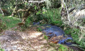 Imagem 6: 60 hectares em Bom Jesus
