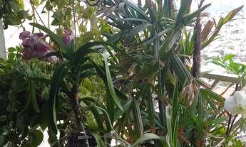 Imagem 3: Imperdível: Apartamento de 3 quartos com suíte e 2 vagas na Vila Medeiros, São Paulo! 83m²