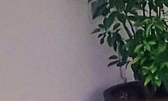 Imagem 6: Apartamento duplex para venda na Vila Formosa