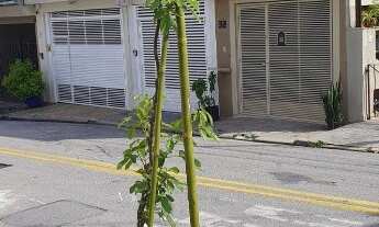 Imagem 7: Sobrado 4 dormitórios sendo 2 suítes