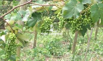 Imagem: Área à Venda com 2,80 Hectares com Casa