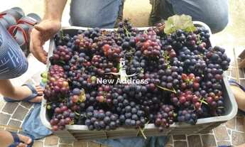 Imagem 4: Área à Venda com 2,80 Hectares com Casa e Parreiral/ES