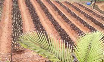 Imagem: CHÁCARA COM 15 MIL METROS A VENDA NO TRÊS