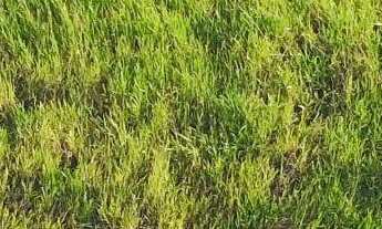 Imagem: Oportunidade imperdível Terreno de 42.575m²