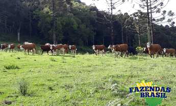 Imagem 6: Sitio 100,00 HA em Ponte Alta- SC