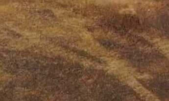 Imagem 2: LINDO HARAS NO BAIRRO DA USINA EM BRAGANCA PAULISTA SP