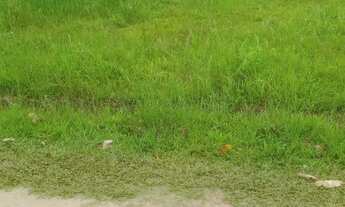 Imagem 4: TERRENO RESIDENCIAL em Peruíbe - SP, São João Batista 3