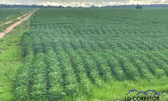 Imagem 6: Investimento Estratégico: Fazenda com 4700 hectares de Soja