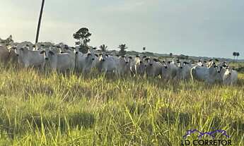 Imagem 4: Investimento Estratégico: Fazenda com 4700 hectares de Soja