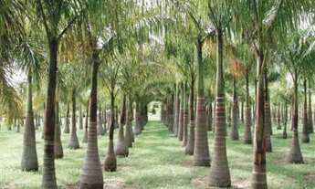 Imagem 6: Maravilhosa área à venda em Morte Mor - SP, com 179.400 m² e 500 metros de frente para a p