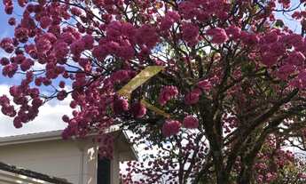 Imagem 3: Casa à venda no Alphaville com 5 dormitórios sendo 4 suites e living pra varios ambientes