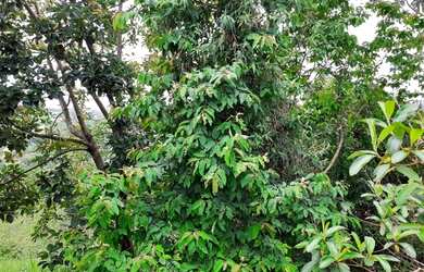 Imagem 3: SITIO RESIDENCIAL em Juatuba - MG, BOA VISTA