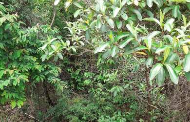 Imagem 4: SITIO RESIDENCIAL em Juatuba - MG, BOA VISTA