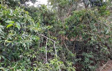 Imagem 5: SITIO RESIDENCIAL em Juatuba - MG, BOA VISTA