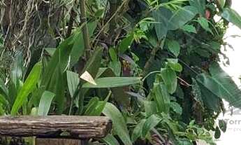 Imagem 6: Excelente sobrado com 410m2 na Vila Matilde, 3 Suítes, 6 vagas de garagem, jardim repleto