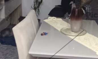 Imagem 4: Apartamento à venda em São Paulo-SP, Jardim Santa Terezinha. 2 quartos, 1 sala, 1 banheiro