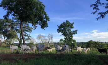 Imagem 2: Fazenda todo no corredor. 70 divisões; Rica em madeira; Rica em água; 02 rios; Rancho de p