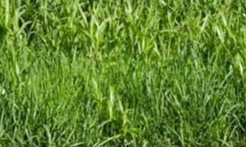 Imagem 5: Fazenda todo no corredor. 70 divisões; Rica em madeira; Rica em água; 02 rios; Rancho de p